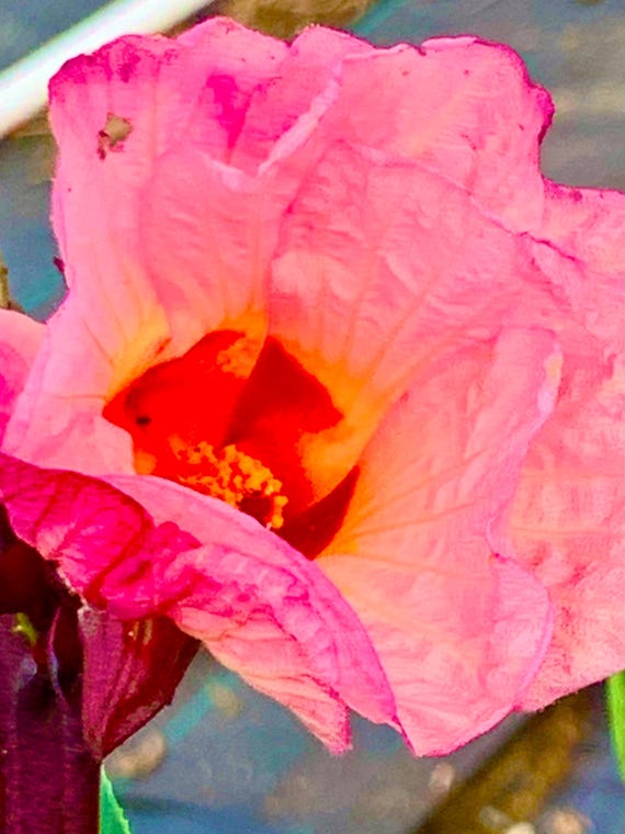 Heirloom Roselle Hibiscus Tea Seeds Cranberry Acetosella,  Herb Organic Non Gmo