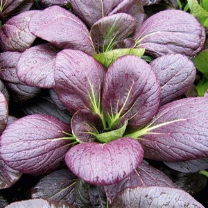 200 Purple Chinese Cabbage Chinese Baby Bok Choy Seeds  Non Gmo