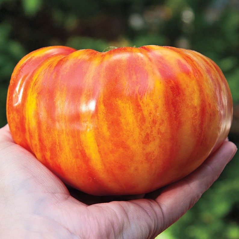 Heirloom Big Rainbow Tomato Seeds Organic Non Gmo USA Etsy