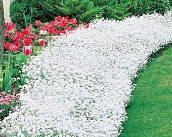 200 White Rockcress Flower Seeds, Ground Cover, Spreads Quickly