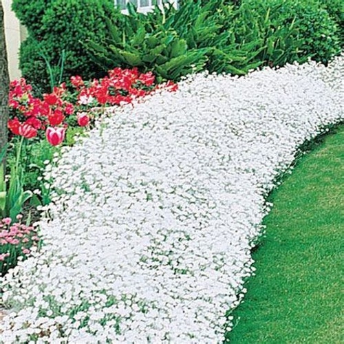 200 White Rockcress Flower Seeds, Ground Cover, Spreads Quickly