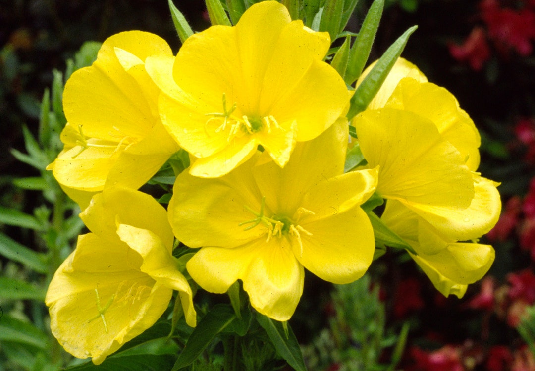 200 Evening Primrose Yellow Flower Seeds Reseeds Itself Etsy