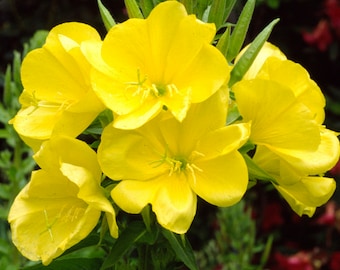 200 Evening Primrose Yellow Flower Seeds - Reseeds Itself, Oenothera macrocarpa