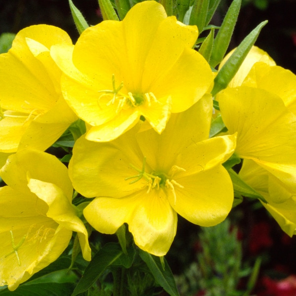 200 Evening Primrose Yellow Flower Seeds - Reseeds Itself, Oenothera macrocarpa