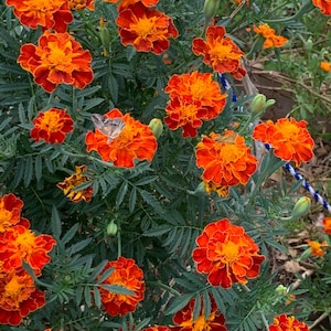 May include: A close-up of a bush of orange marigold flowers in bloom. The flowers have a ruffled appearance and are surrounded by green leaves.