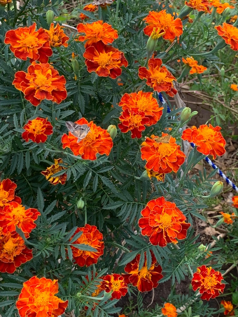 May include: A close-up of a bush of orange marigold flowers in bloom. The flowers have a ruffled appearance and are surrounded by green leaves.