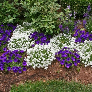 200 White Alyssum Carpet of Snow Flower Seeds |Borders, Ground Cover