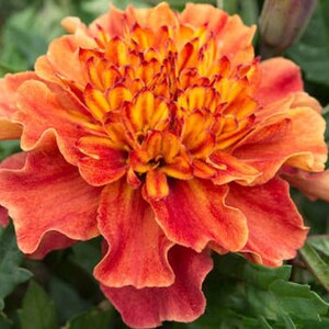 May include: A close-up of a vibrant orange and red marigold flower with ruffled petals. The flower is in full bloom and has a bright, cheerful appearance.