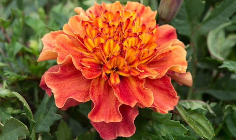 May include: A close-up of a vibrant orange and red marigold flower with ruffled petals. The flower is in full bloom and has a bright, cheerful appearance.