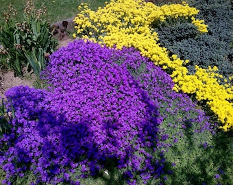 200 Purple Rockcress Flower Seeds, Ground Cover, Aubrieta Deltoidia -  Perennial, Ground Cover, Rock Garden, Cascading Plant