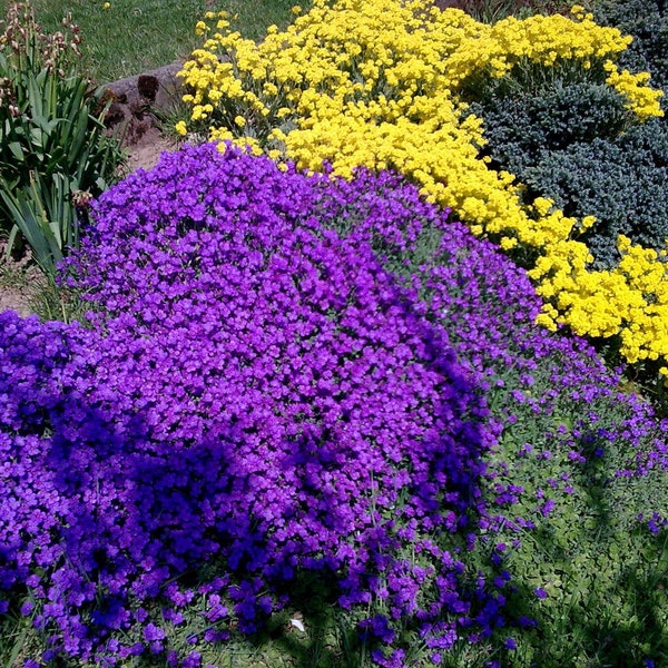 200 Purple Rockcress Flower Seeds, Ground Cover, Aubrieta Deltoidia -  Perennial, Ground Cover, Rock Garden, Cascading Plant