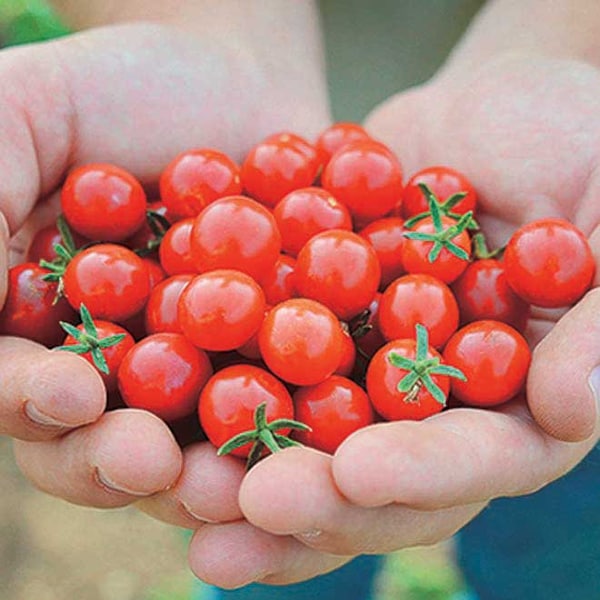 Tomato Currant Sweet Pea Tomato Seeds | Tiny tomatoes | Heirloom Organic Non Gmo