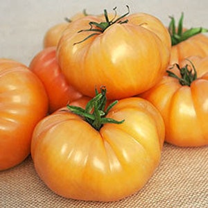 40 Heirloom Kellogs Breakfast, Tomato Seeds, Non Gmo, Organic, Sweet and Tangy Beefsteak Indeterminate