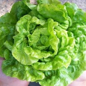 500 Lettuce Seeds, Tom Thumb, Heirloom, Organic, Dwarf Lettuce, Non Gmo, by Seedstocherish