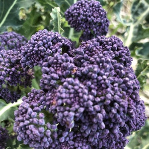 Purple Sprouting Broccoli Seeds, Organic, Non Gmo Seeds Heirloom