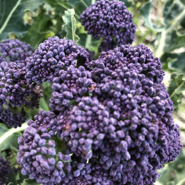 Purple Sprouting Broccoli Seeds, Organic, Non Gmo Seeds,  by Seedstocherish