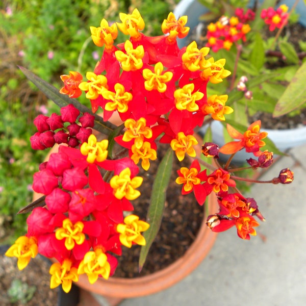 Milkweed Flower Seeds  - Scarlet Red Milkweed - Blood  Fire Flower -  from Seedstocherish