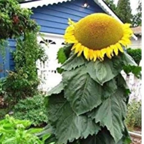 Graines de Tournesol géant BIOLOGIQUE – Le soleil dans votre jardin