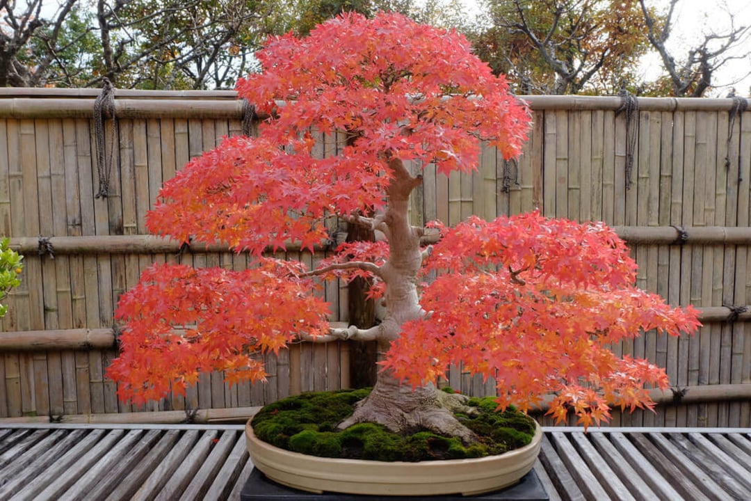 Japanese Maple Bonsai Tree Seeds, Tiny Tree, Inside - Etsy