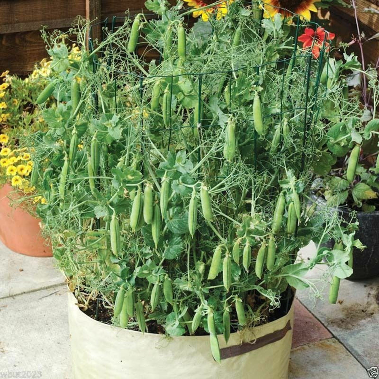 Tom Thumb Pea Plant Tom Thumb Pea Plant