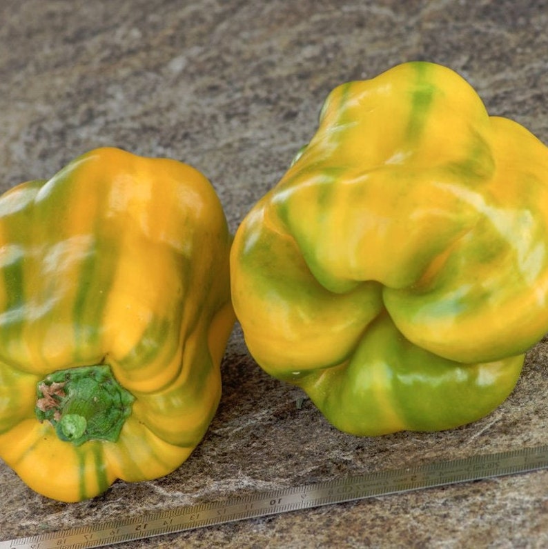 30 Heirloom Sweet Pepper Seeds Yellow Monster Sweet Etsy