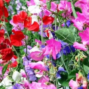 Sweet Pea Flower Seeds - Royal Family Mix - Easy to Grow