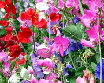 Sweet Pea Flower Seeds - Royal Family Mix - Easy to Grow