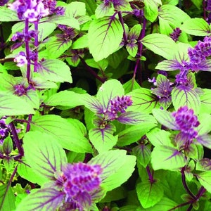 May include: A close-up of a vibrant green and purple basil plant with purple flowers. The plant has a lush, full appearance with many leaves and flowers.