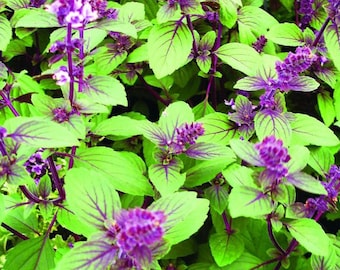 Cinnamon Basil Herb Seeds, Cinnamon Tea, Heirloom Organic Non Gmo, USA