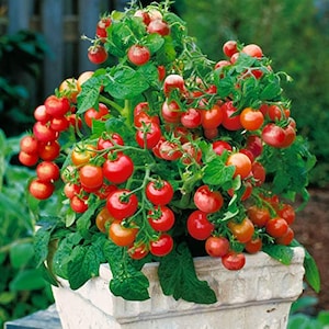 May include: A white ceramic pot filled with a green tomato plant with many red ripe tomatoes.