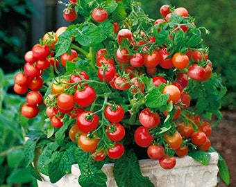 30 Heirloom Dwarf Tiny Tim Tomato Seeds, Organic, Container,  Patio Garden, Heavy Yields