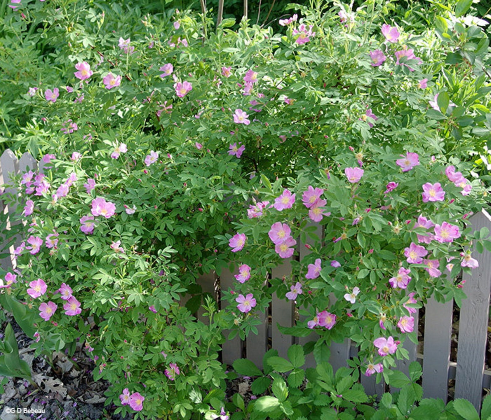 20 Prairie Wild Rose Seeds Pink Rose Arkansas Rose Etsy