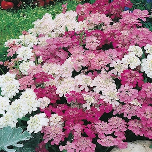 200 Ground Cover Candytuft Flower Mix Seeds | Easy to Grow Perennial | Seedstocherish | Ground Cover |Free Shipping