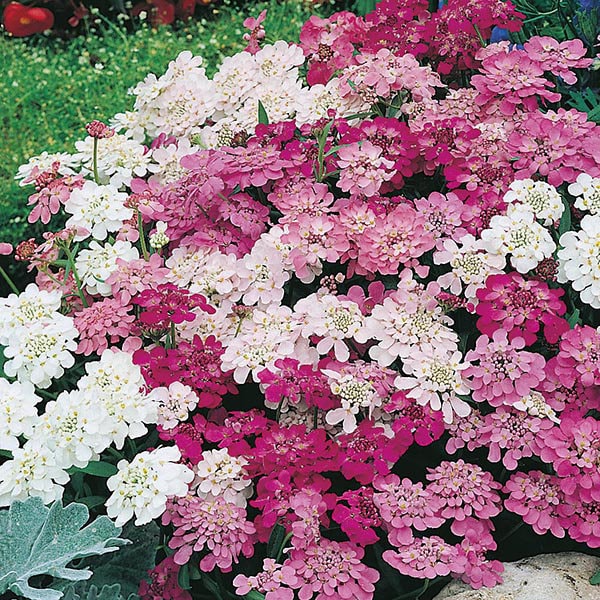 【The Barnnet】Candy Tuft Flower Case Amazon.com: iPhone 14 Pro Candytuft Flower Cottagecore