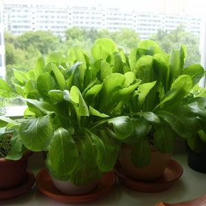 200 Bloomsdale Spinach Seeds | USA Organic  Heirloom Non Gmo