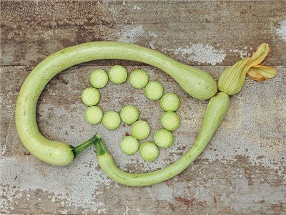 Heirloom Tromboncino Rampicante Squash Seeds Zucchinio Etsy
