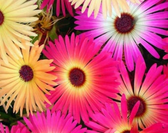 200 Iceplant Flower Seed Mix, Ground Cover, Rainbow Mix Flower Seeds, Ice plant, Perennial