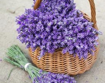 100 English Lavender Seeds, Heirloom, Organic, Fragrant, Perennial, Dried Flower, Medicinal plant