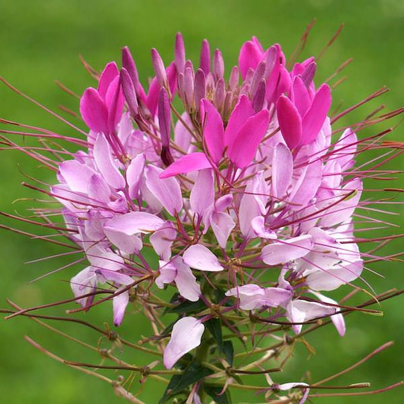 200 Cleome Spider Mix Seeds, Flower, Cleome Hasslerana, Deer Resistant, Beautiful Large Blossoms, Annual that reseeds Itself image 4