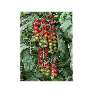 Sweet Aperitif Cherry, Tomato Seeds, Heirloom, Organic, Non Gmo, Sweetest Tomato in the World
