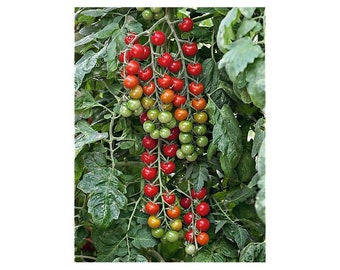 Sweet Aperitif Cherry, Tomato Seeds, Heirloom, Organic, Non Gmo, Sweetest Tomato in the World