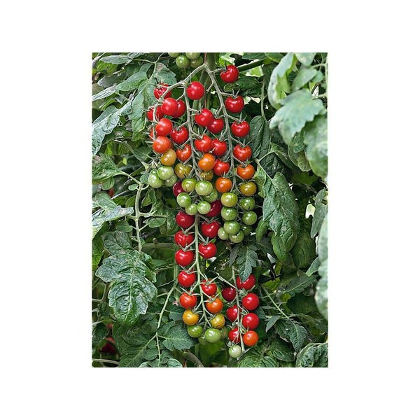 Sweet Aperitif Cherry, Tomato Seeds, Heirloom, Organic, Non Gmo, Sweetest Tomato in the World