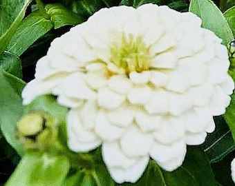 200 Zinnia Polar Bear White, Flower Seed Mix - Long Lasting Cut Flower, Zones 3-10