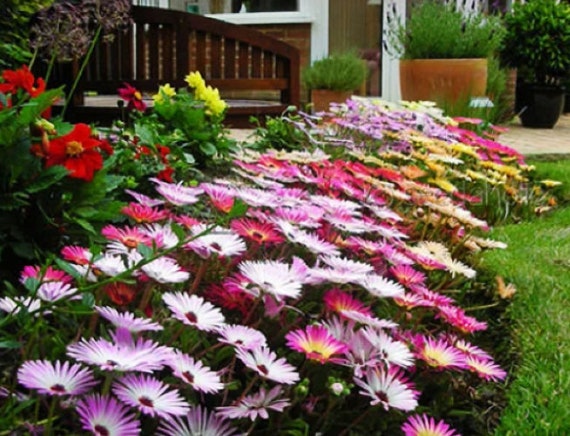 0 Iceplant Flower Seed Mix Ground Cover Rainbow Mix Flower Etsy Italia