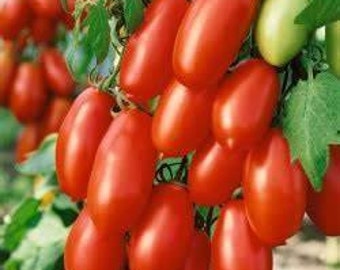 30 San Marzano Tomato Seeds, Italian Heirloom, Organic NON GMO, Prolific canning Tomato