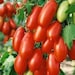 see more listings in the Tomato Seeds section