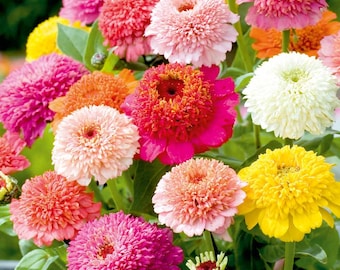 100 Zinnia Flower Seeds | Scabiosa Flower Mix