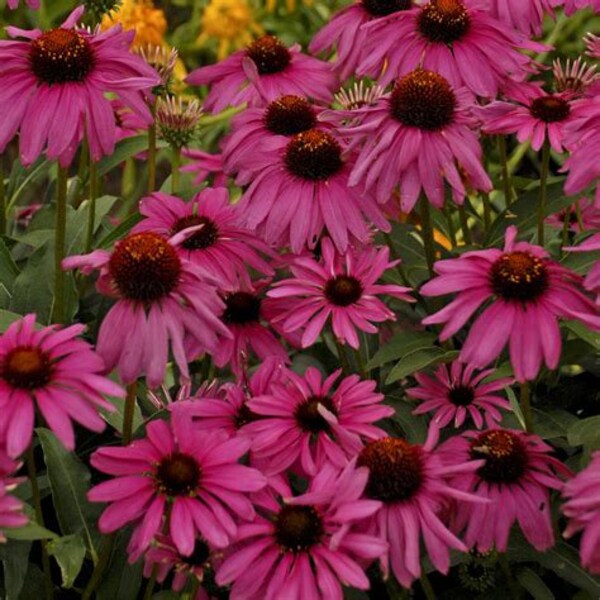 200 Purple Echinacea Flower Seeds, Purple coneflower, Herbal Tea, Christmas Gift