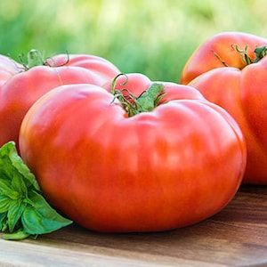 30 Red Brandywine Tomato Seeds, Heirloom, Non Gmo, Organic, USA, Beefsteak Variety