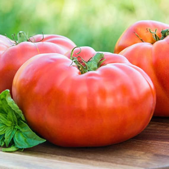 30 Red Brandywine Tomato Seeds Heirloom Non Gmo Organic Etsy